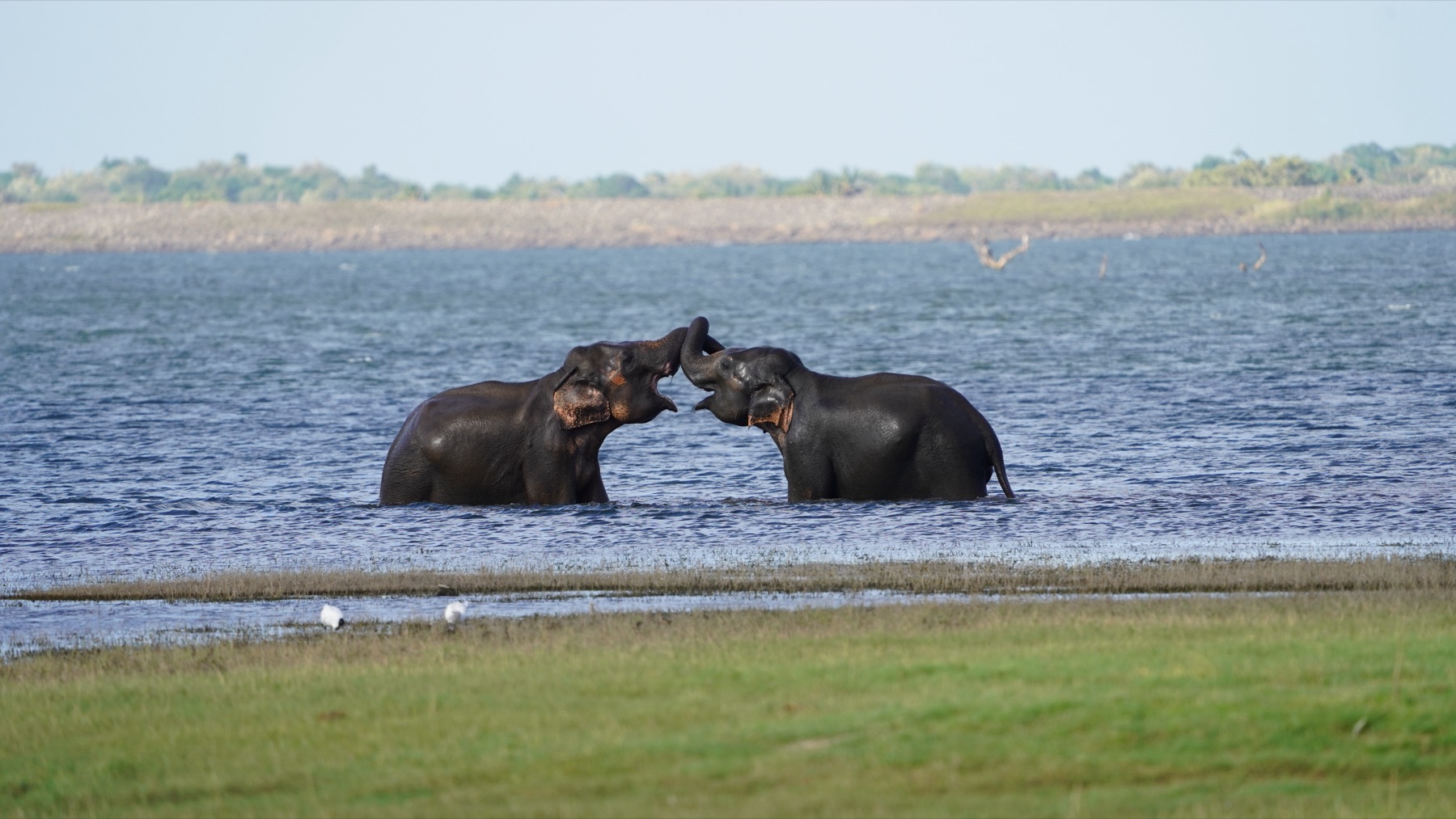 Wildlife landscape for the Kaudulla elephant route story